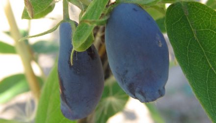 Амфора. Сорт жимолости