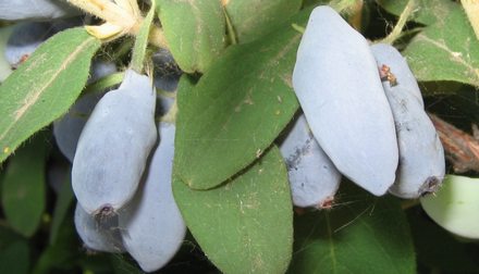 Элитная форма № 39. Сорт жимолости