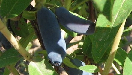 Фиалка. Сорт жимолости