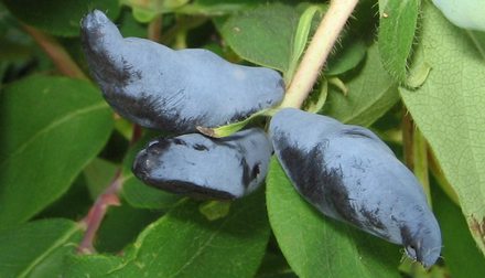 Голубое веретено. Сорт жимолости