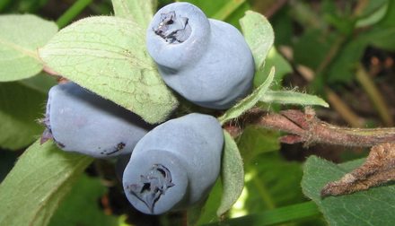 Колокольчик. Сорт жимолости