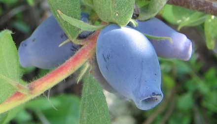 Кувшиновидная. Сорт жимолости