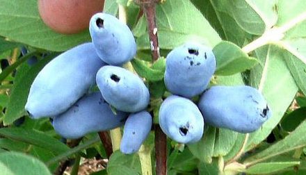 Лакомка. Сорт жимолости