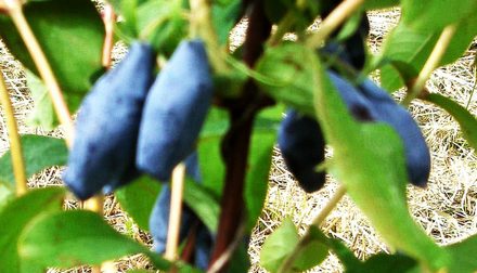 Лебёдушка. Сорт жимолости