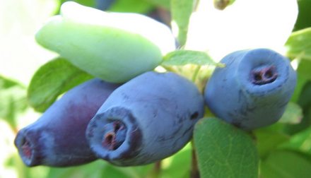 Надёжная. Сорт жимолости