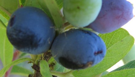 Нижегородская ранняя. Сорт жимолости
