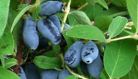 Нижегородский десерт. Сорт жимолости