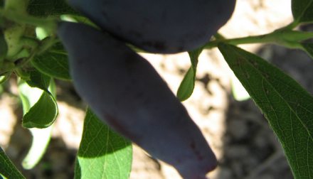 Нимфа. Сорт жимолости