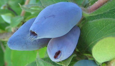 Павловская. Сорт жимолости