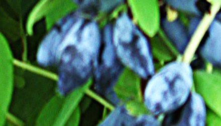 Подарок Дергунову. Сорт жимолости