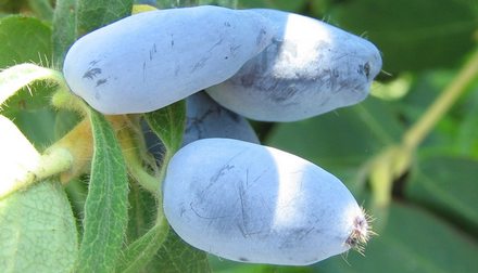 Поздняя из Павлоска