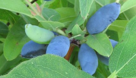 Синяя птица. Сорт жимолости