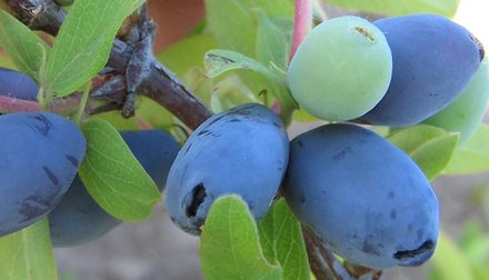 Томичка. Сорт жимолости