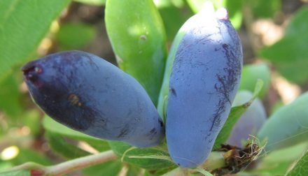 Васюганская. Сорт жимолости