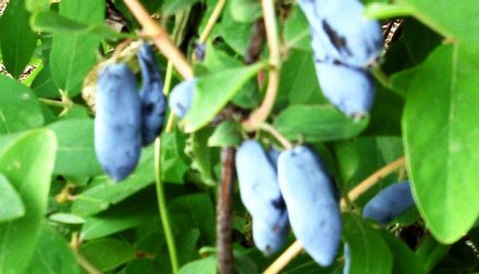 Виола. Сорт жимолости