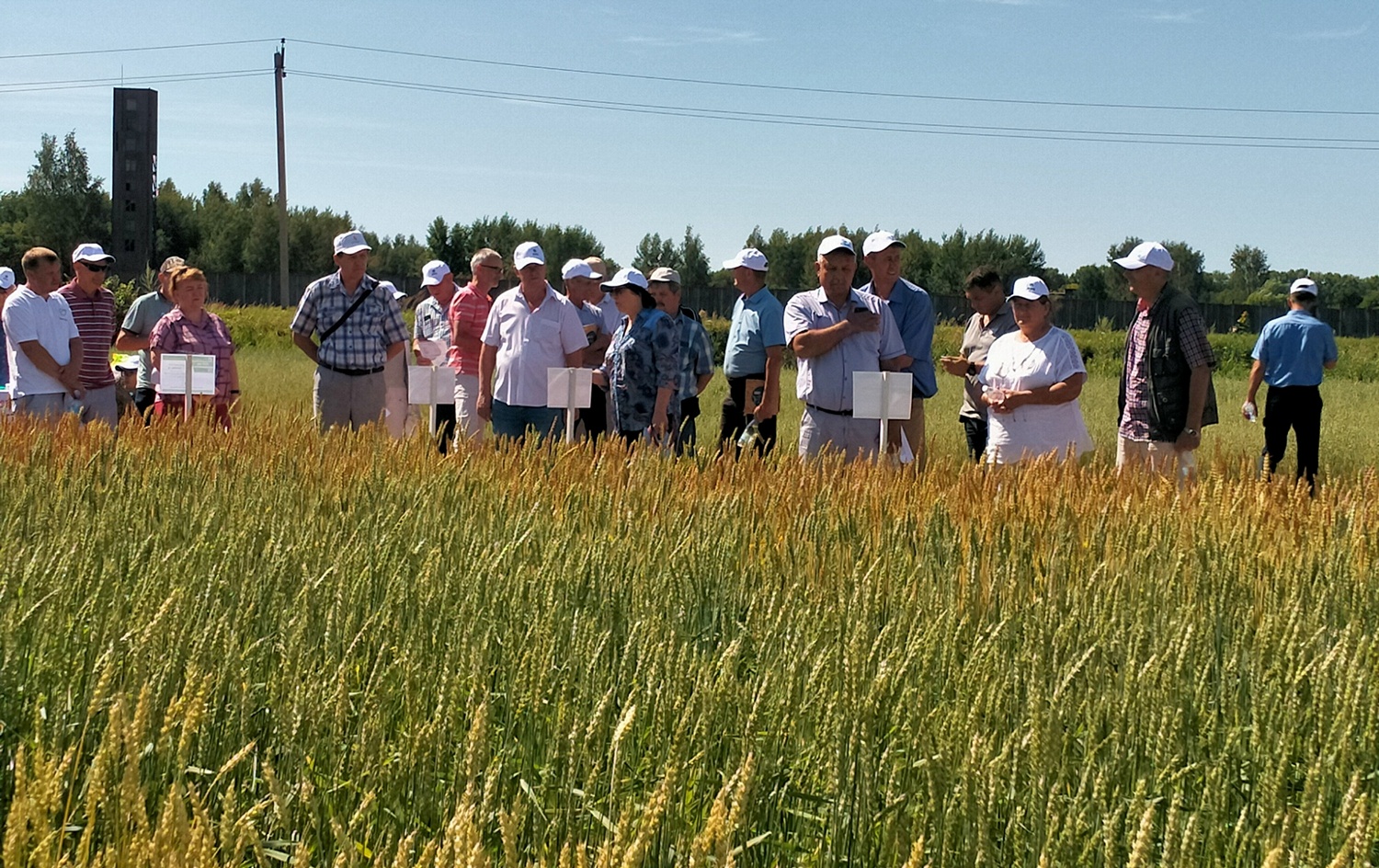 Участники семинара у демпосева колосовых зерновых