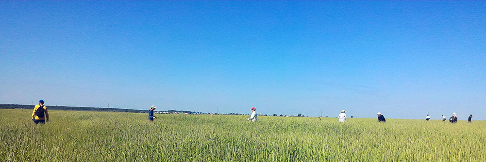 Сотрудники в видовой прополке озимой пшеницы