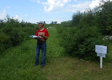 С.н.с. Марийского НИИСХ Головунин В.П. на приёмке опыта